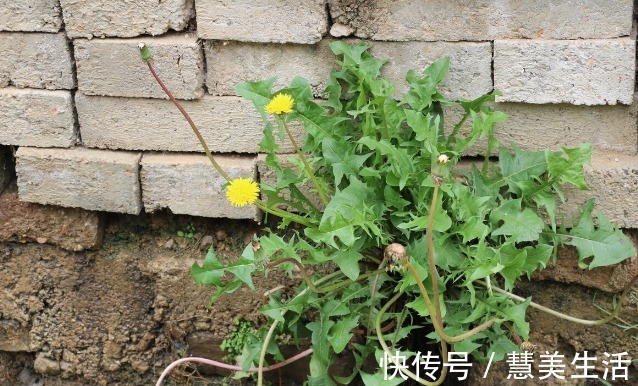小根|65种野菜图片,带你认识不同的野菜和吃法,你想要的野菜这里都有