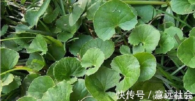 植物|农村这种野草有剧毒,老农民却称它为“解毒王”,见到别随意采摘