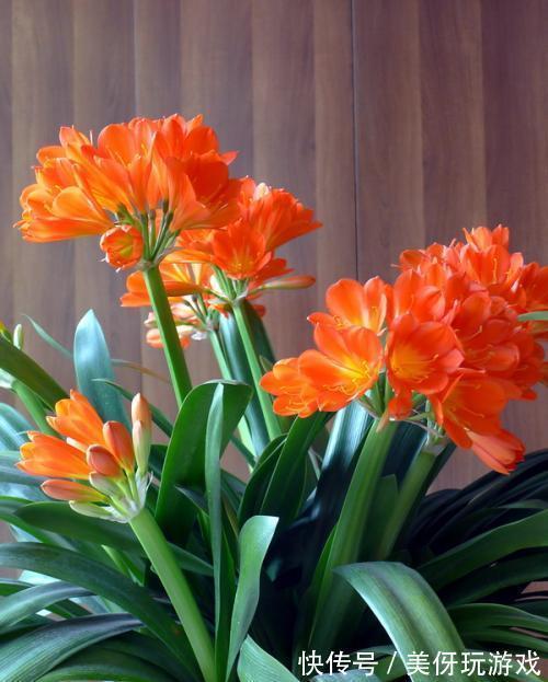 “顽固”君子兰,八年不开花?打开4个“小开关”,满盆花箭乱窜