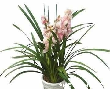 老花农|兰花10年不烂根,老花农只用这2招!