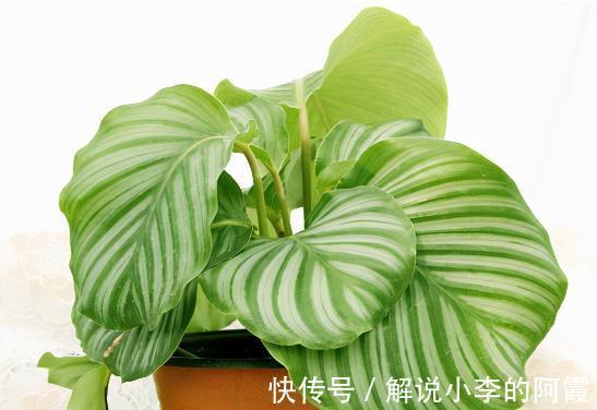 植物|盘点室内十种不喜光植物,一个比一个都好养