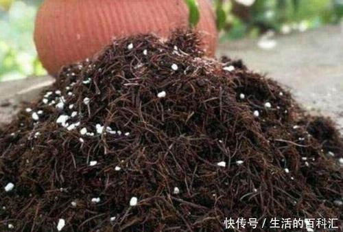 万能土|公认的养花万能土,户外挖一些,啥花都喜欢,能省不少钱!