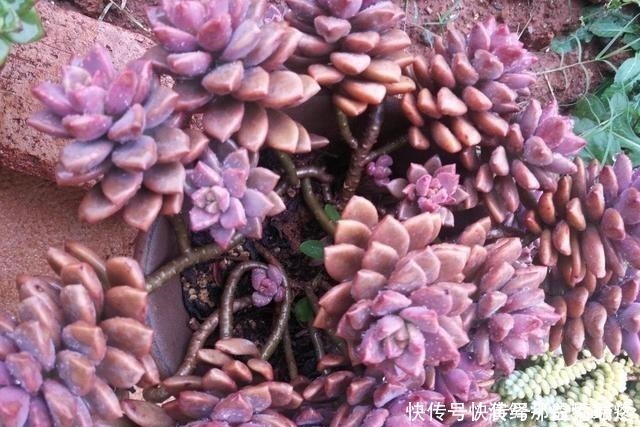 多肉|花友养多肉3年，全都养成了老桩，全靠这6个品种，真是太明智了！