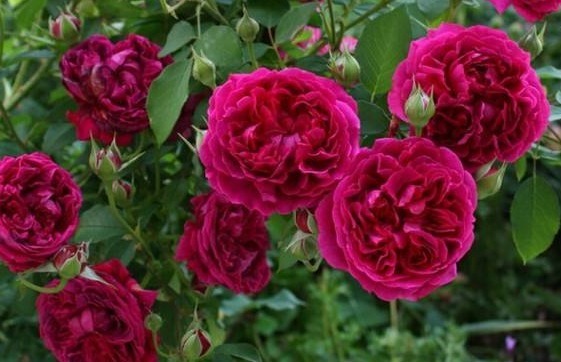 新手养花就养一盆“威廉莎士比亚”,花大色艳,花期长适合盆栽养