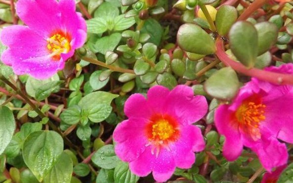 得更|客厅最适合养这种“花”,不仅能乌发,还开花100天,赶紧养1盆