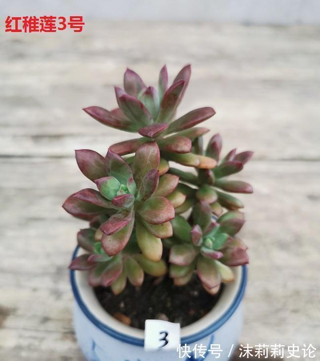 多肉植物好养活的几个品种,菲欧娜这个季节还能有粉紫色很美