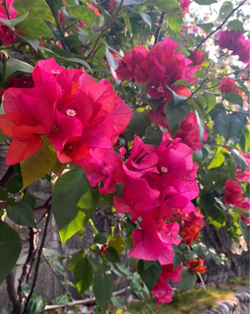 院子里种6种花,开春能开上千朵,院子变花园