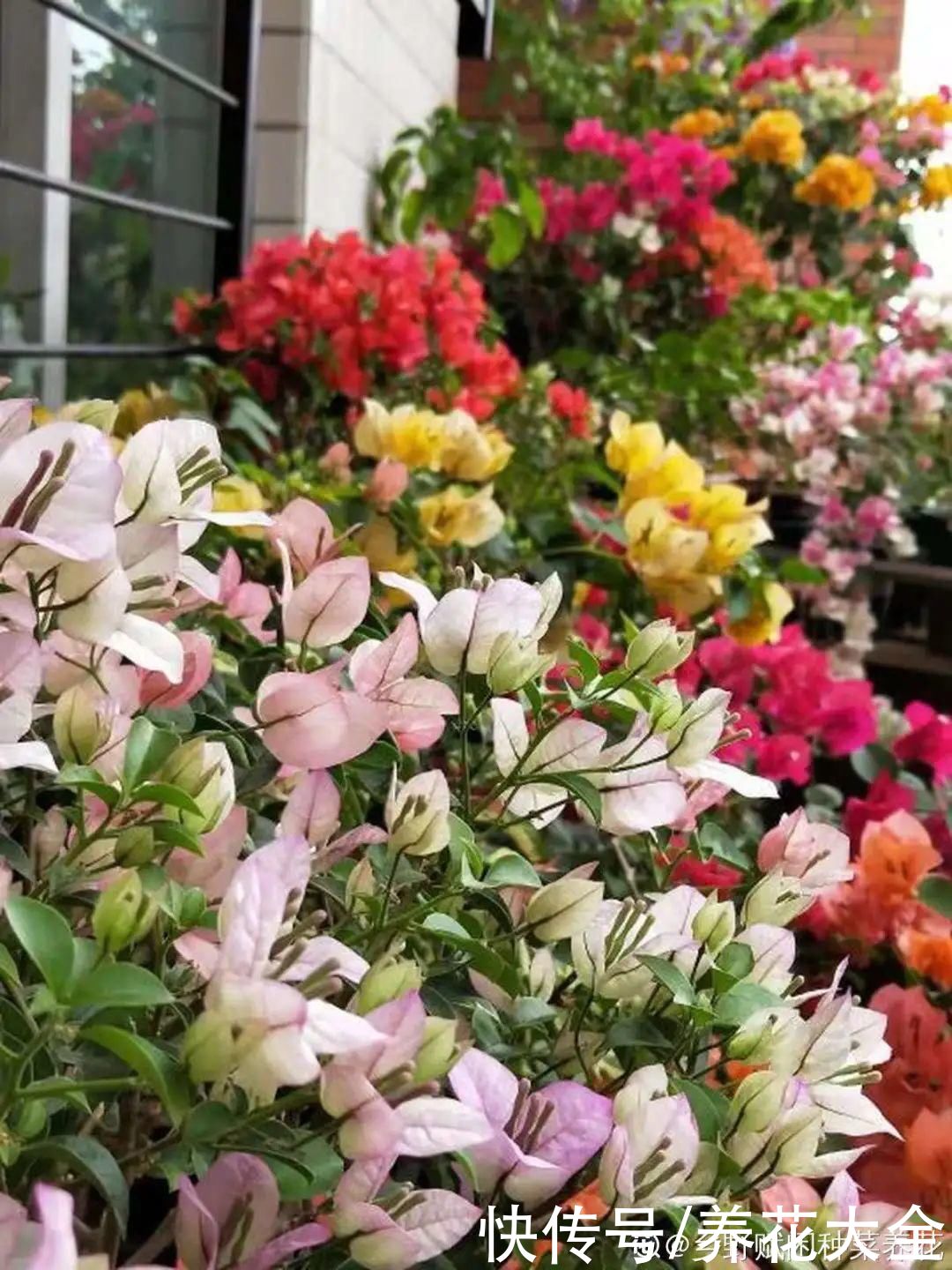 太阳|6种花，命里带“金”，太阳一照金灿灿