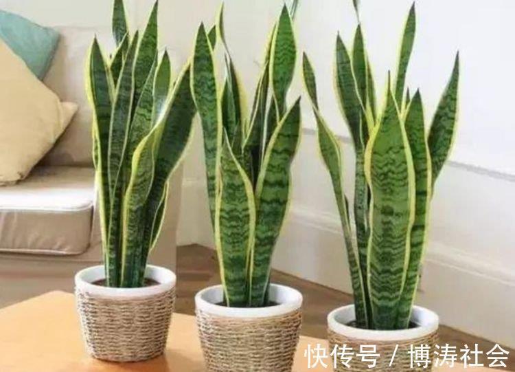 三氯乙烯|客厅最适合养上4种花，叶子油绿、吸甲醛，植株漂亮上档次