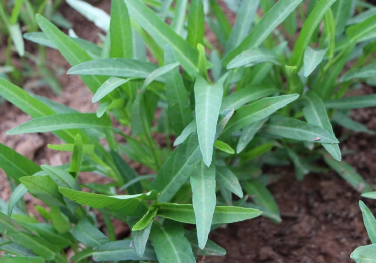 它是天然“碱性蔬菜”，钙是西红柿12倍，7月正当季，遇到就是福