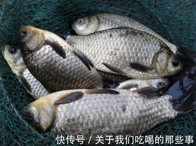 繁殖|才知道,鲫鱼分“野生鲫”和“杂交鲫”,区别很大,弄懂买不吃亏