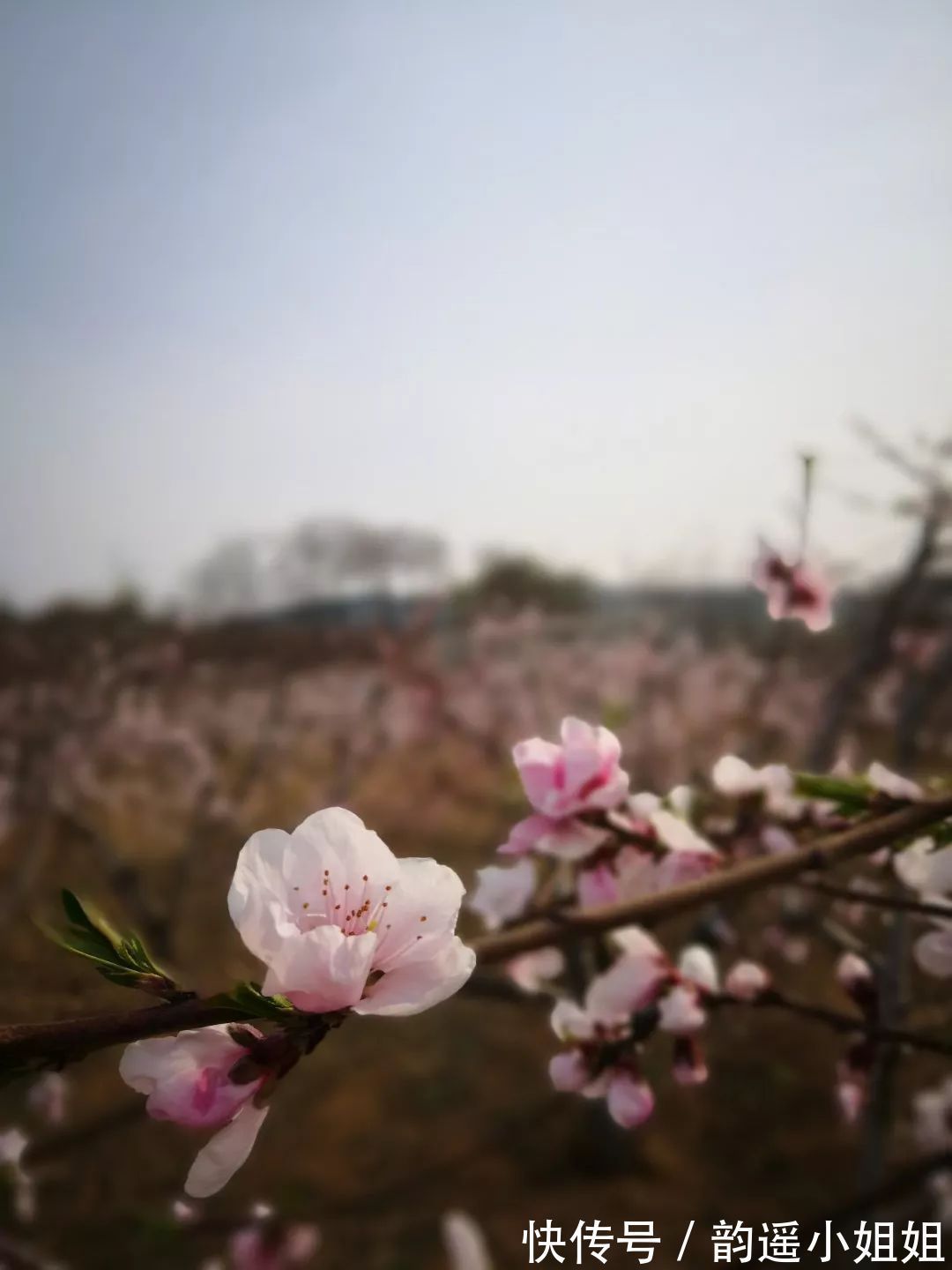 春光&岁月温良,莫负春光