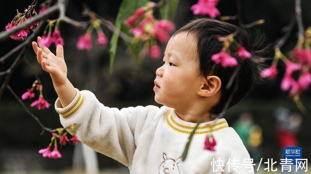 张爱林|南宁：又到樱花烂漫时