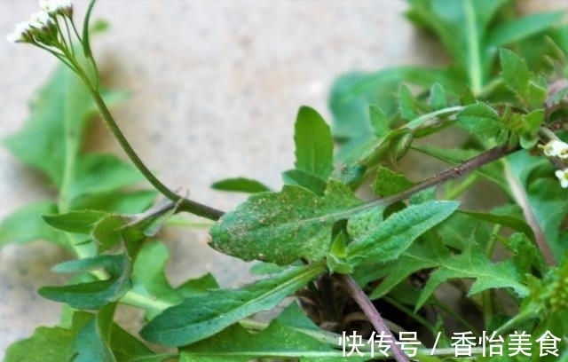 味道|乡村地边常见野菜，味道鲜美还有良好的药用价值。做盘菜不够吃