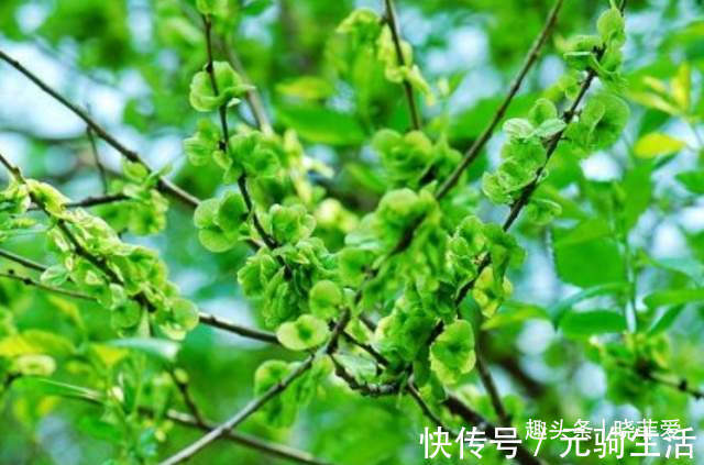 中国传统文化|阳台再小,也能养3种树,小盆就能养,个个都是“传家宝”