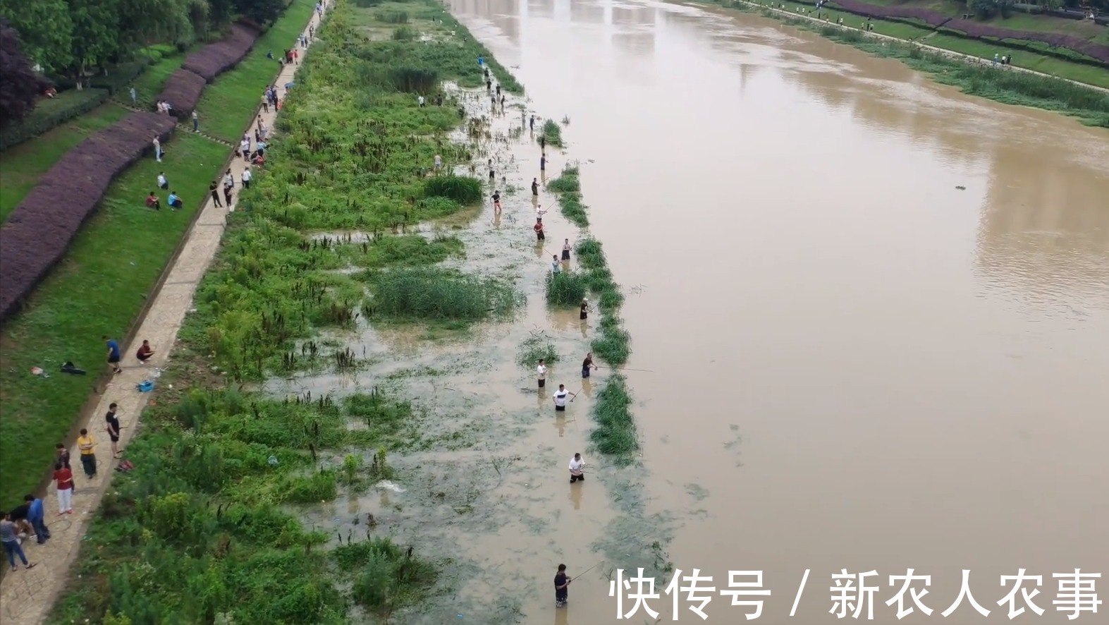 网友们|安徽一河道鱼儿大爆发,有人一天钓起数百斤,网友们见后怒了