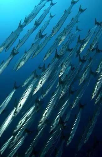 海鲜|渔民整理的海鲜大全,以后再也不怕不认识海鲜了