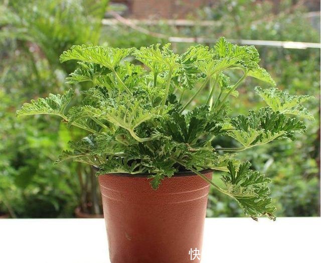 老家村里都不点蚊香原来家家户户都养这种“草”,好看耐活不贵!