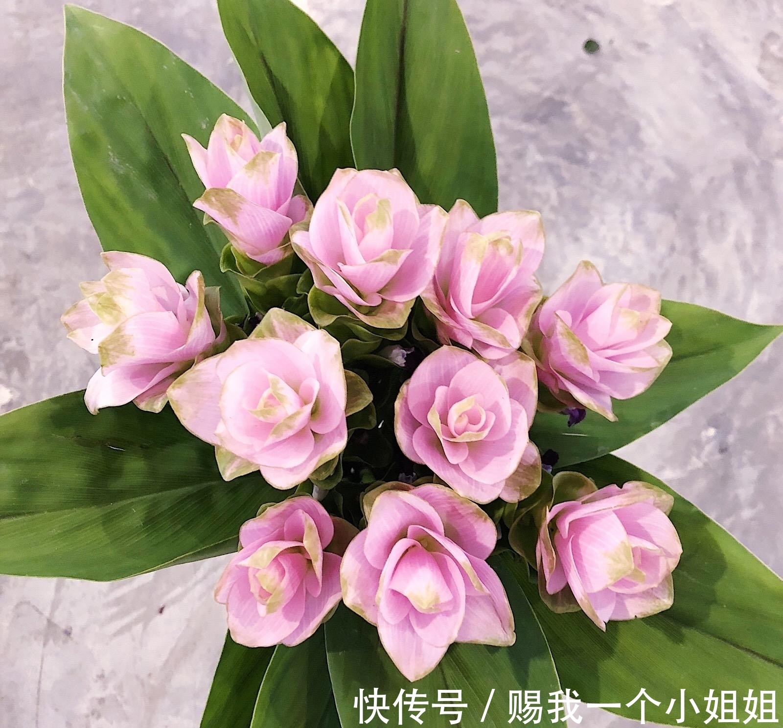 姜荷花|一块“大生姜”,开满粉荷花,家里养一盆,仙气飘飘,开花100天