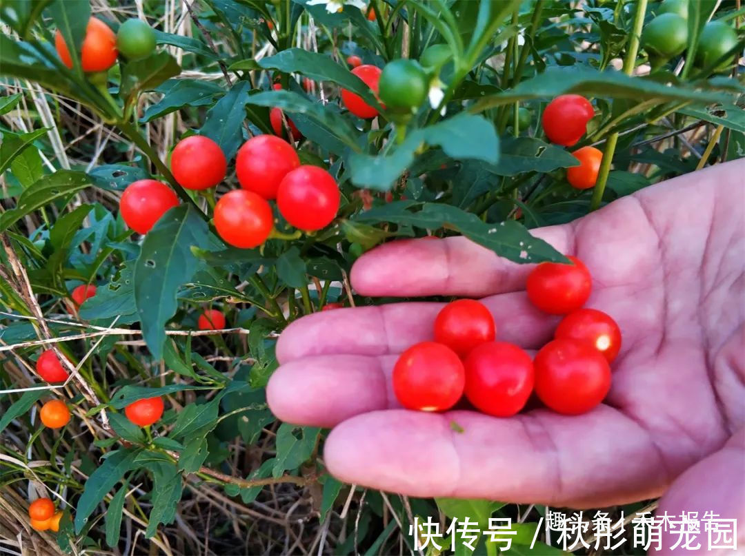 珊瑚樱|农村田边一种“樱桃”,见到可别吃,又毒又辣,但它价值却很高