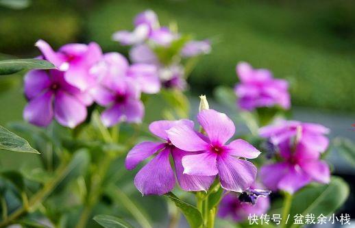 几种藤本植物好养易打理,花期超长,开花层层交叠,美如花海