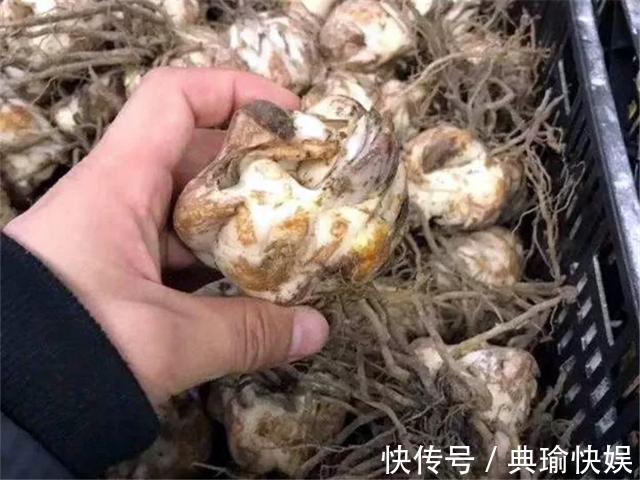 养百合花真上瘾,长的快、开花多,寓意还好,每个品种都想养!