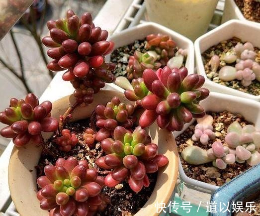 多肉虹之玉长气生根,该如何对症解决学着这么办好减少伤亡