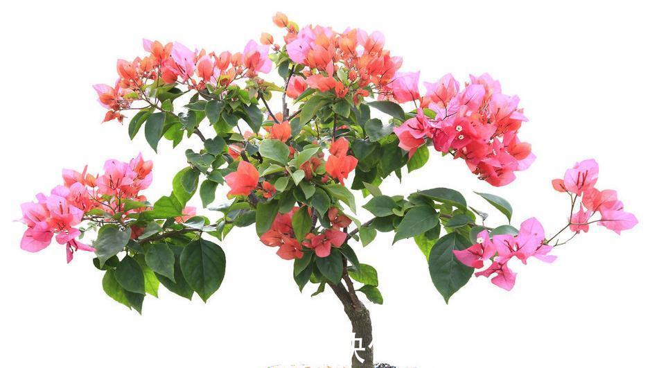 三角梅盆景造型设计注意几点,简单实用了解一下吧