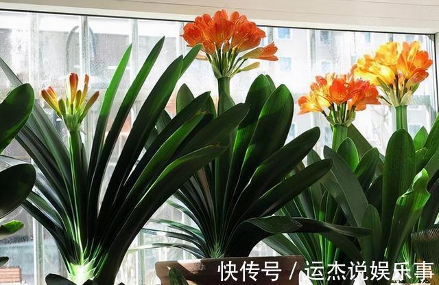 公认的“六种健康花”,建议至少养一盆,好看好吃,有些还喷香