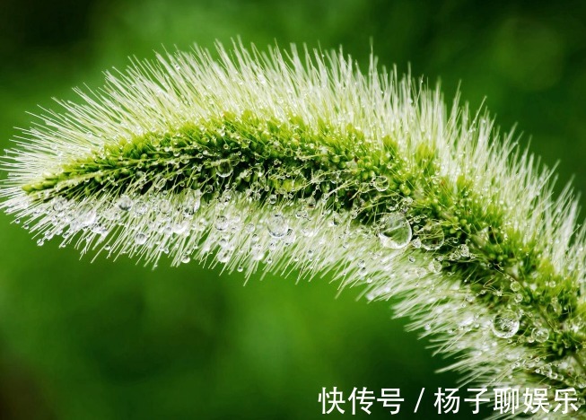 此花常被人拿来喂羊,简单而平凡却充满敬意,被称为暗恋之花