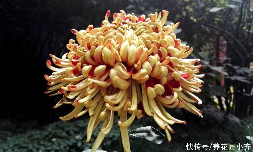 秋天|秋天4种花别着急“修剪”,当年长得枝条都是花,剪了就不开花