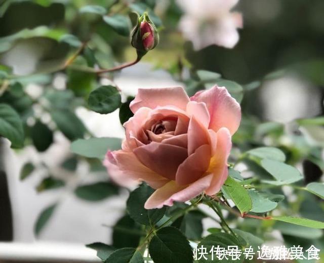 盘点10种古典美复古色系月季，你必须拥有其中一种！