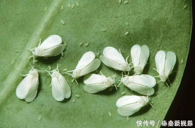 黑斑病|养花时很容易出现的6种病虫害，蚜虫、介壳虫和红蜘蛛都要可清除