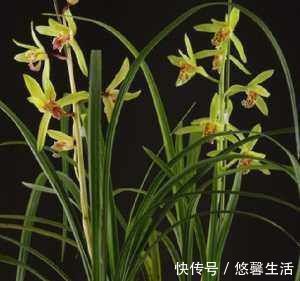 花卉|阳台养殖兰花类花卉要特别注意四个最为关键的问题