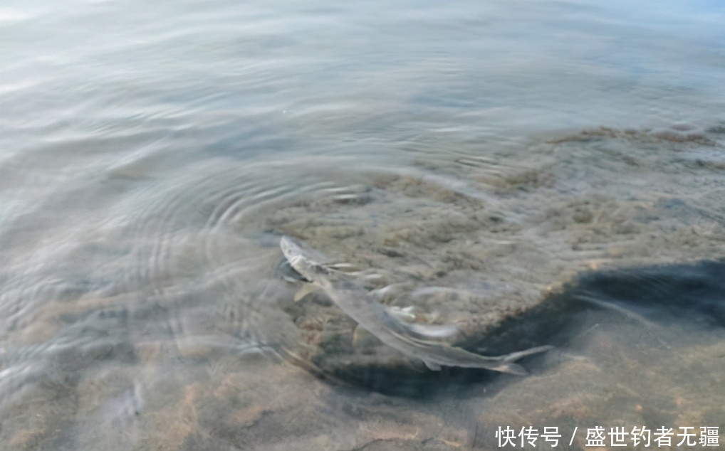 江河钓鱼太难？这几个秘诀别再错过，既简单又实用!——盛世三渔