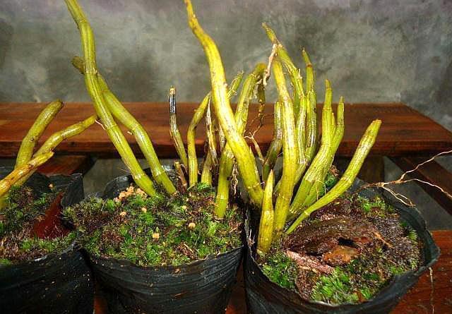 盆栽养石斛,“四点建议”送给你,石斛长势好,开花多且花期长!