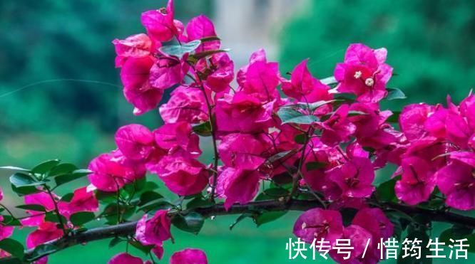 三角梅扦插总不活?吹口仙气,成活率翻倍,20天冒新芽