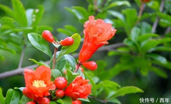 女主人公|苏轼最有活力的一首初夏词,末尾美到了极致,读之令人心情愉悦