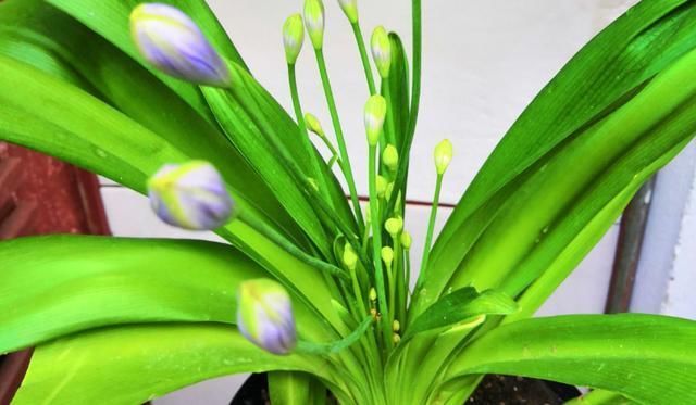 百子莲|这花被误认为“蓝色君子兰”,开花特漂亮,一根枝能开50朵花