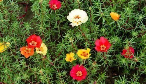 马齿笕|它被称为“药王”，好看又好吃，营养价值高，现在知道还不晚