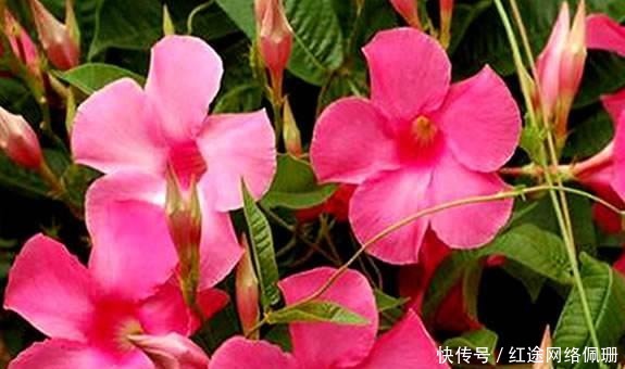 这5款花恰恰相反,浇水多黄叶烂根快就因它,养花不可不知