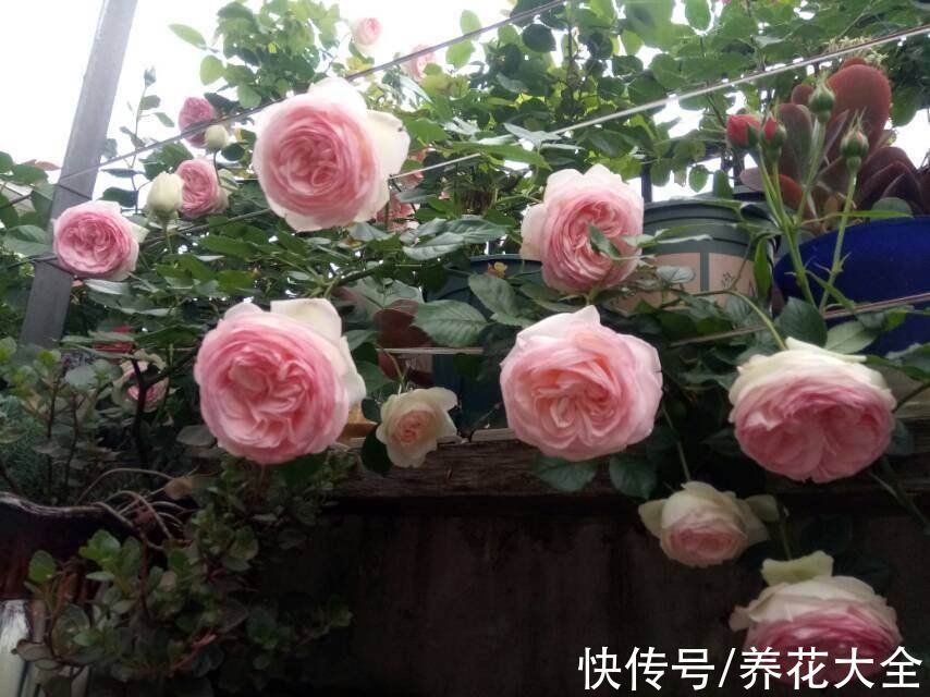 金丝雀|10种常见月季花图鉴，不要再问别人了，自己收藏慢慢看