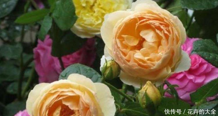 4种花超漂亮的,沾土就活,开花又大又艳,适合新手入手