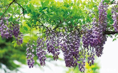 养护|有个院子只会养月季?种下两种藤本花,开花美香味浓,养护真省心