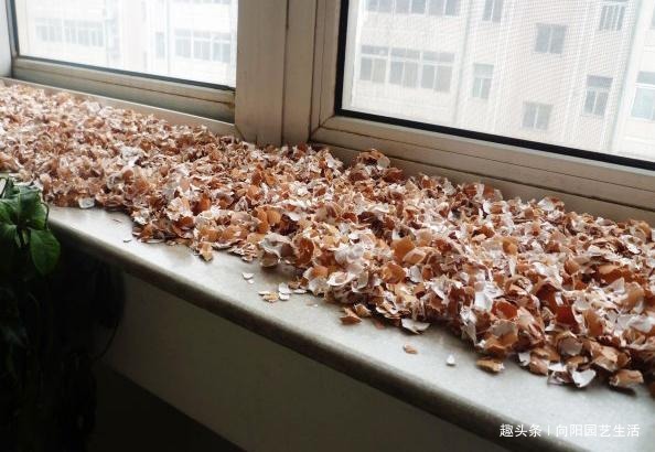鸡蛋壳是宝贝,养花达人都在用,做成花肥养花,还能杀虫灭菌