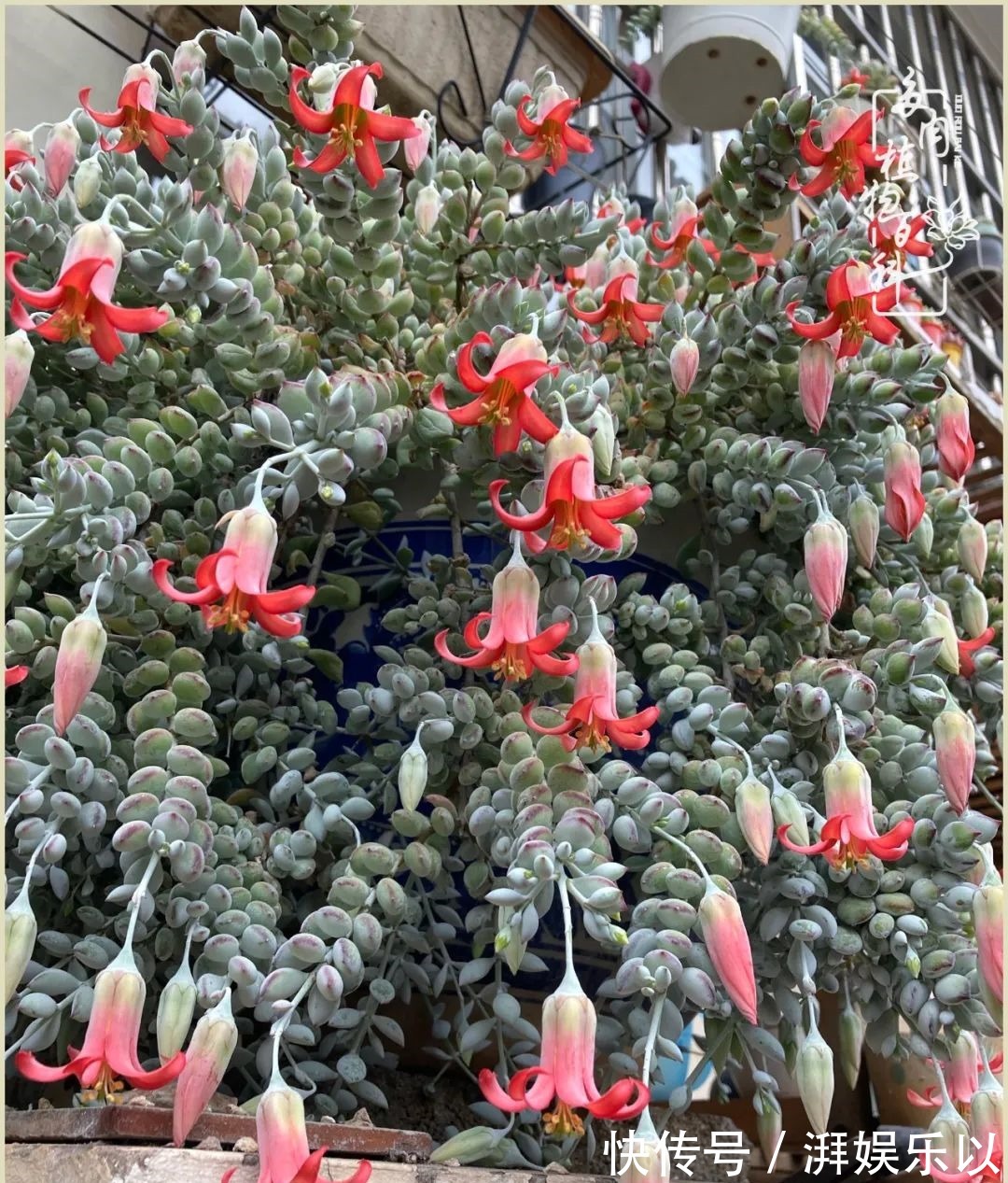 遇见即美,花事未荼蘼!种一桌子多肉,看花开花落!