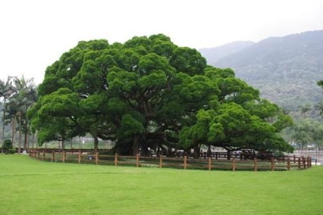 我国8大千年古树，最老的一棵已有4000年历史，世所罕见