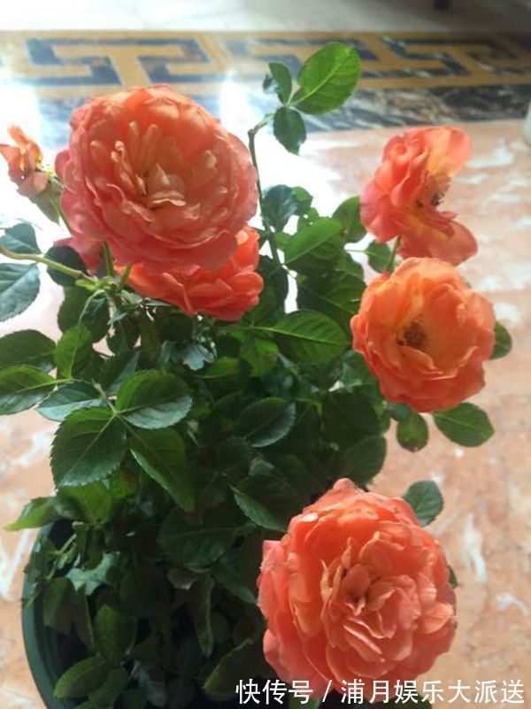 天竺葵|“优良月季”土星王阳台，丰腴婀娜，美丽怡人，开花很容易爆盆