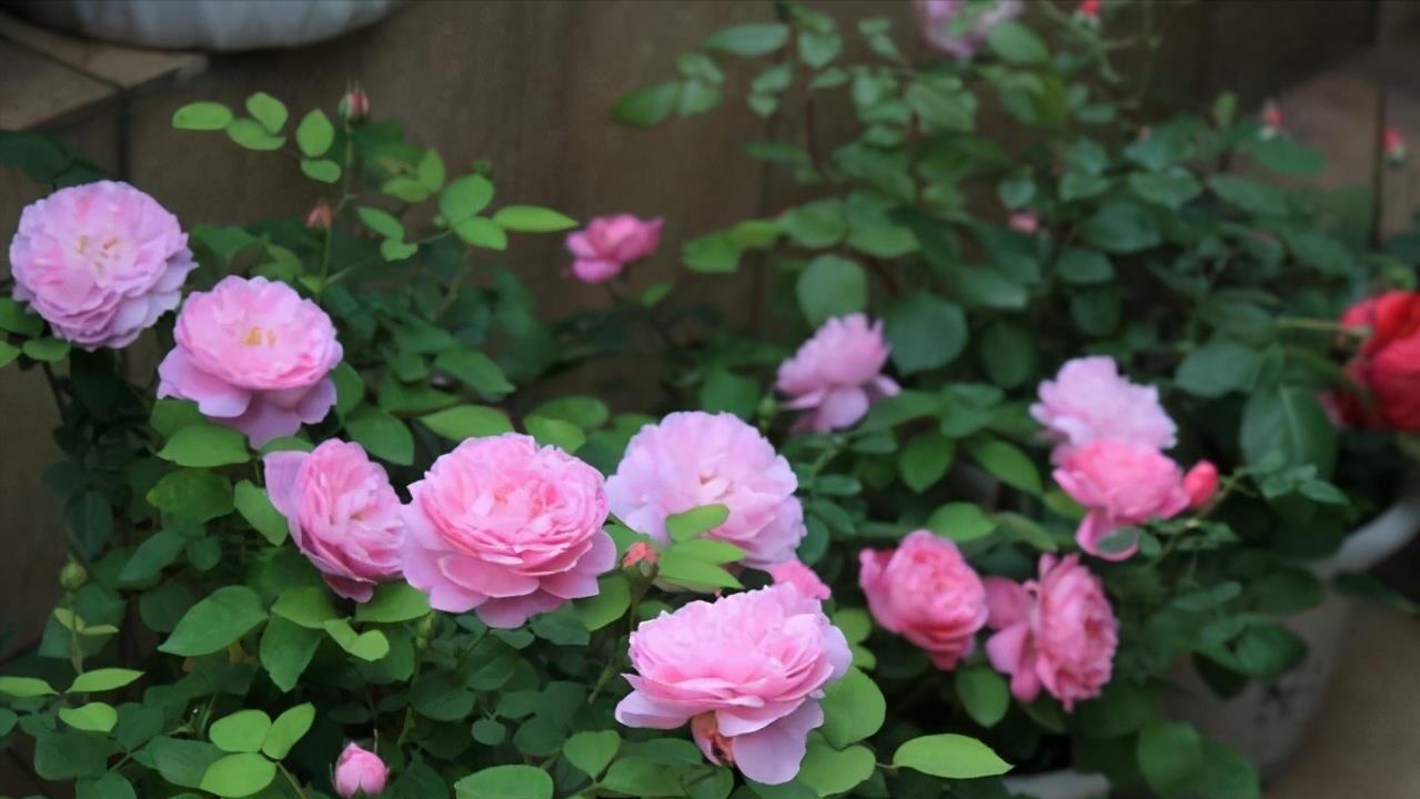 漂亮|3种漂亮花,开完花快剪,浇一次肥,营养足,花开一茬接一茬