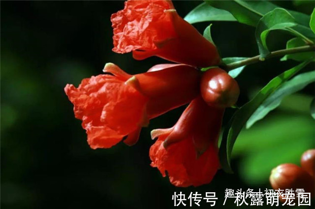 石榴#红楼梦中的芒种节,到底送的是哪位花神,谜底在黛玉的葬花诗前